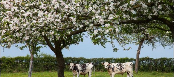 Normandy cows and apple trees